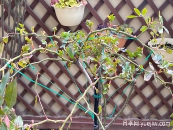 養(yǎng)月季要橫拉，萌芽多變成開花機(jī)器