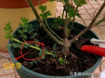 春天月季腳芽要抹掉嗎？這3種情況需要處理掉
