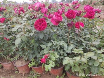 月季花的葉子究竟長什么樣？