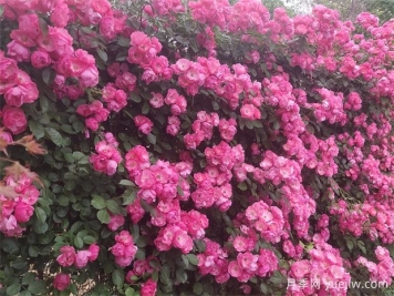 月季花開：美了小城，醉了路人