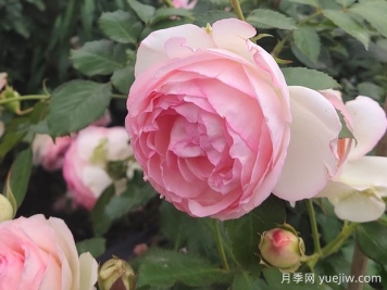 從古至今的浪漫——月季花
