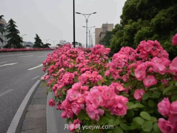 現(xiàn)在都流行栽月季嗎？
