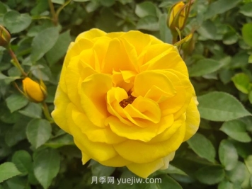 大花月季與豐花月季有什么不同？