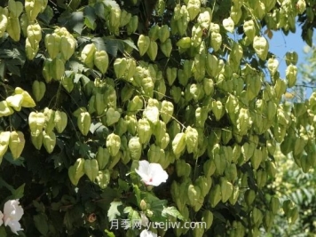 欒樹(shù)什么時(shí)候開(kāi)花？