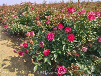 六月份園林養(yǎng)護要點