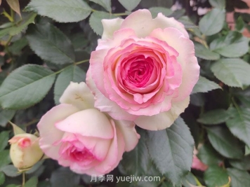 薔薇和藤蔓月季的區(qū)別？