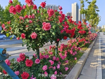 樹狀月季葉片發(fā)黃怎么辦？原因和應對措施