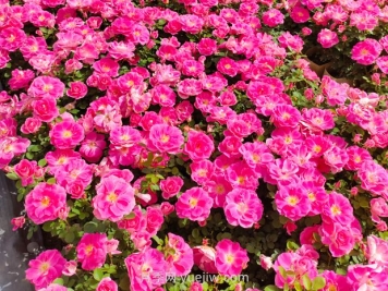 美植袋月季大苗批發(fā)，精品仙境抗病強(qiáng)花期長