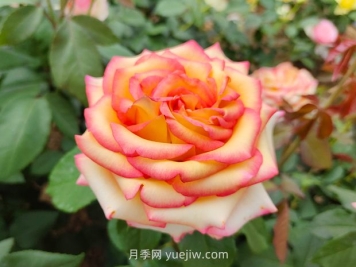 什么是大花月季的繁殖方法？怎么做才能生根成活？