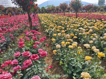 月季花的第二次開(kāi)花：如何讓花長(zhǎng)得更好？