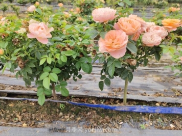 月季花夏天要遮陽(yáng)嗎？