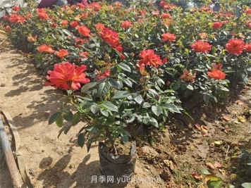 月季花怎么養(yǎng)護(hù)？