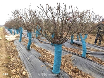 月季花冬天能移栽活嗎？