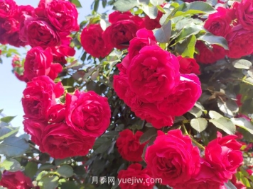 弗洛倫蒂娜月季，爆花健壯抗病耐寒正紅色爬藤王者