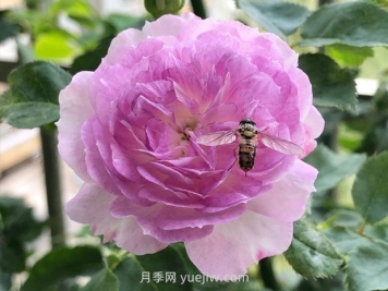日本河本月季，品種匯集