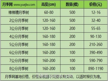 3公分月季樹多少錢？2025年樹狀月季新價(jià)格