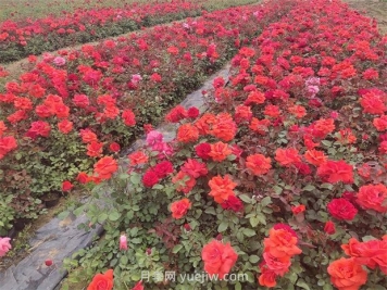 夏季高溫干旱對(duì)園林植物的影響和應(yīng)對(duì)措施