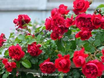 月季花的水肥管理要注意什么？