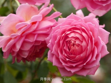 銀禧慶典月季的優(yōu)缺點是什么？