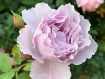 切花蜻蜓月季的優(yōu)缺點(diǎn)是什么？