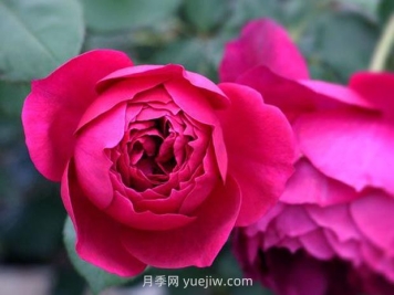 秋日胭脂月季的優(yōu)缺點是什么？