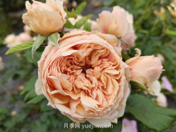 耐熱品種哪款強(qiáng)？?jī)蓮V花友強(qiáng)烈推薦3款月季
