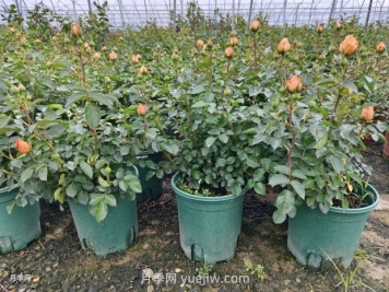 夏季月季管理做好這5點(diǎn)，長勢旺盛，秋花更美