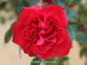 魯碩紅月季優(yōu)缺點分析，國月大藤本