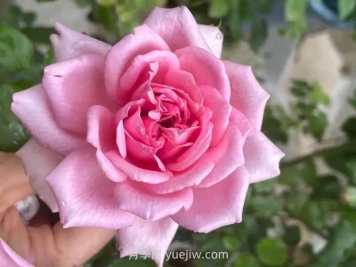 龐巴度月季的優(yōu)缺點(diǎn)是什么？