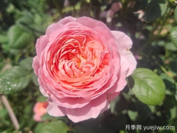 瑞典女王月季優(yōu)缺點有哪些？