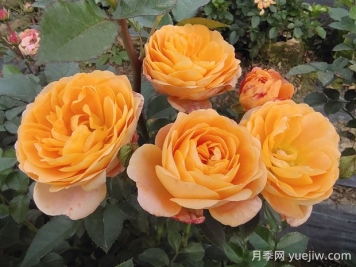 果汁陽臺(tái)月季的優(yōu)缺點(diǎn)是什么？