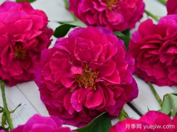 暮光之城月季優(yōu)缺點分析，獨具魅力的紫紅色