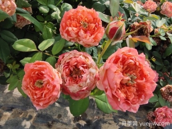 斑馬耐心月季有什么優(yōu)缺點？