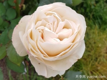 比利時(shí)公主月季的優(yōu)缺點(diǎn)是什么？