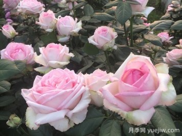 樂天派月季的優(yōu)缺點(diǎn)是什么？