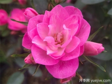 天荷繁星月季的優(yōu)缺點(diǎn)是什么？