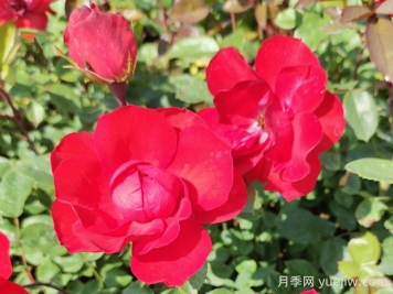 北京紅月季的優(yōu)缺點(diǎn)是什么？