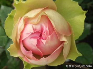 火龍果月季的優(yōu)缺點(diǎn)是什么？