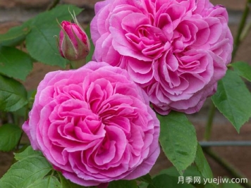 格特魯?shù)陆芑鶢栐录镜膬?yōu)缺點(diǎn)是什么？
