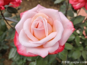 丹頂月季的優(yōu)缺點(diǎn)是什么？