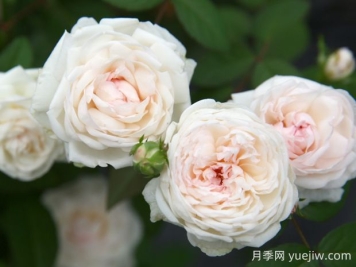 玉玲瓏月季的優(yōu)缺點是什么？
