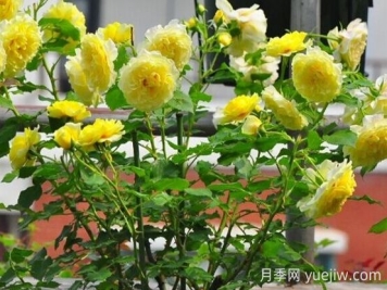 太陽(yáng)和心月季的優(yōu)缺點(diǎn)是什么？