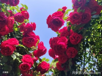 佛羅倫蒂娜月季的優(yōu)缺點是什么？