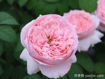 微醺月季的優(yōu)缺點是什么？