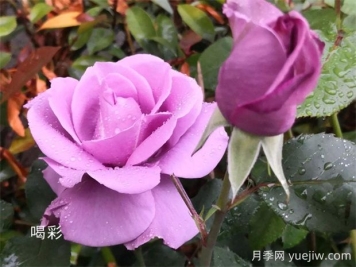 喝彩月季的優(yōu)缺點是什么？