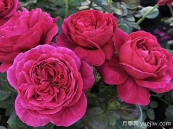 伊芙酒窖月季的優(yōu)缺點是什么？