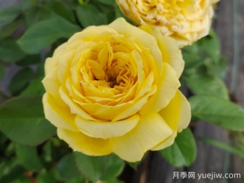 凱特琳娜月季的優(yōu)缺點(diǎn)是什么？