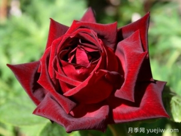 玫昂爸爸月季的優(yōu)缺點(diǎn)是什么？