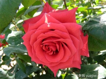 紅衣主教月季的優(yōu)缺點(diǎn)是什么？