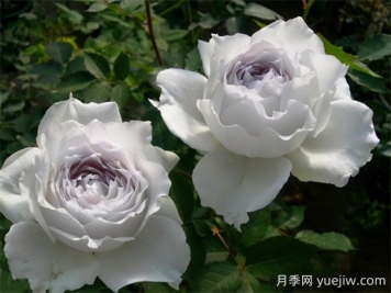 加百列大天使月季的優(yōu)缺點(diǎn)是什么？